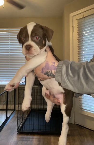 pup2.JPG pup2.JPG