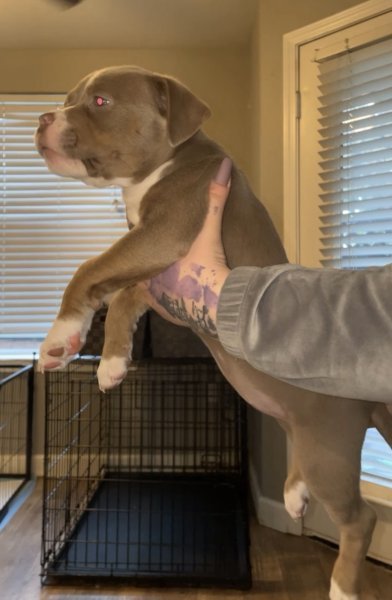 pup6.JPG pup6.JPG