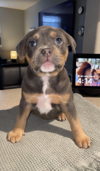 pup9.JPG pup9.JPG