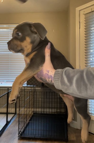 pup4.JPG
