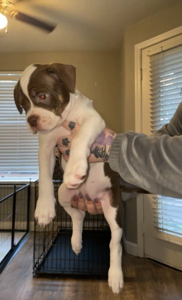pup1.JPG
