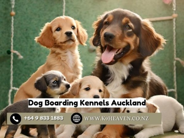 Dog Boarding Kennels Auckland (1).jpg