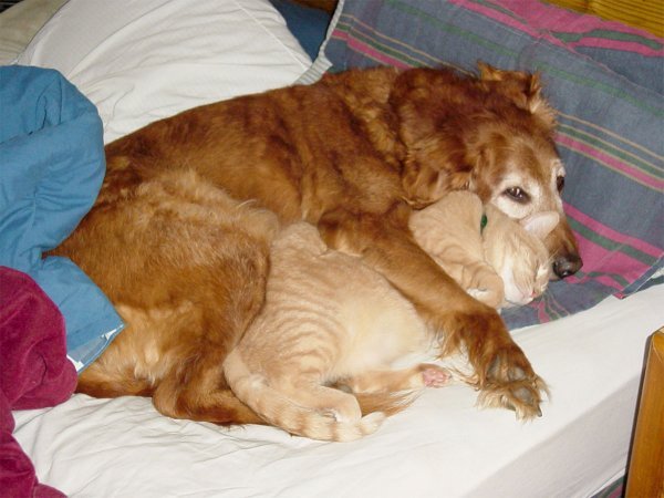 golden-cat.jpg