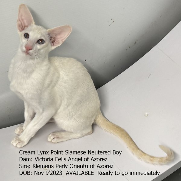 Cream Tabby Point SIA boy Nov-9-23---.jpg