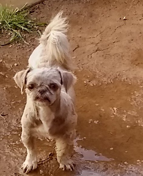 wu loves to be playing in the rain in Mud .jpg