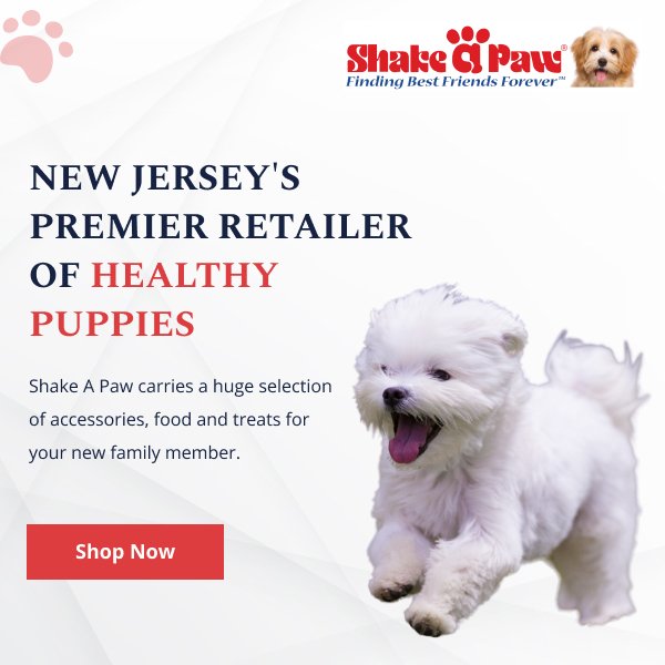 Shake A Paw-Graphics 600x600.jpg Shake A Paw-Graphics 600x600.jpg