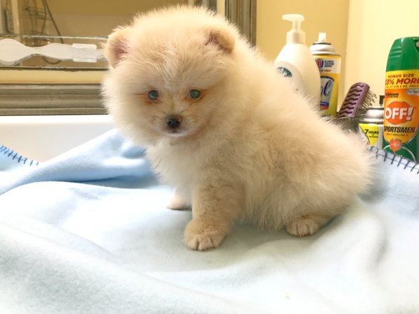 1 Moon Pie 7 wks 5-4-24.JPG