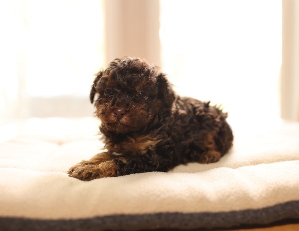 pup2 copy.jpg pup2 copy.jpg