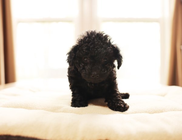pup3.jpg