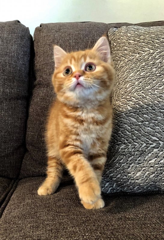 FELIX 4 (2).jpg