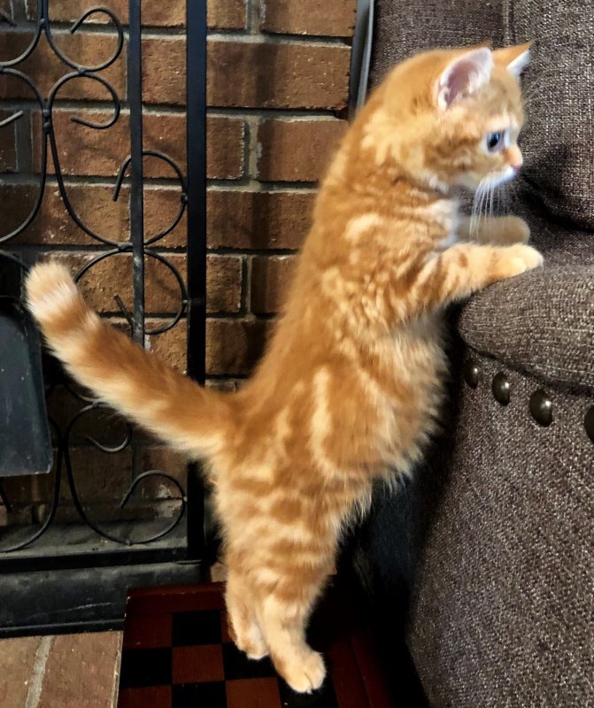 FELIX 1 (3).jpg