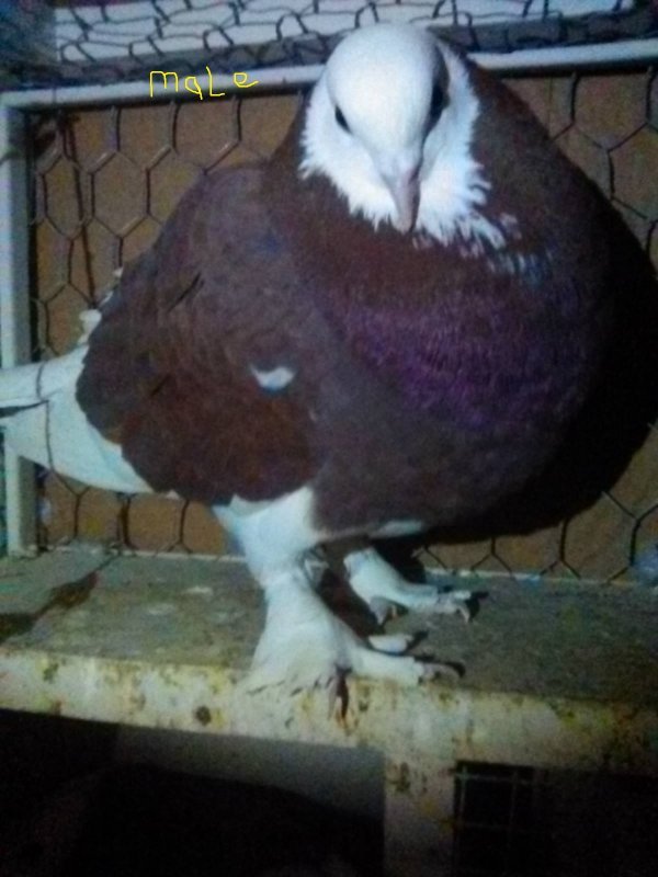 bird 2.jpg