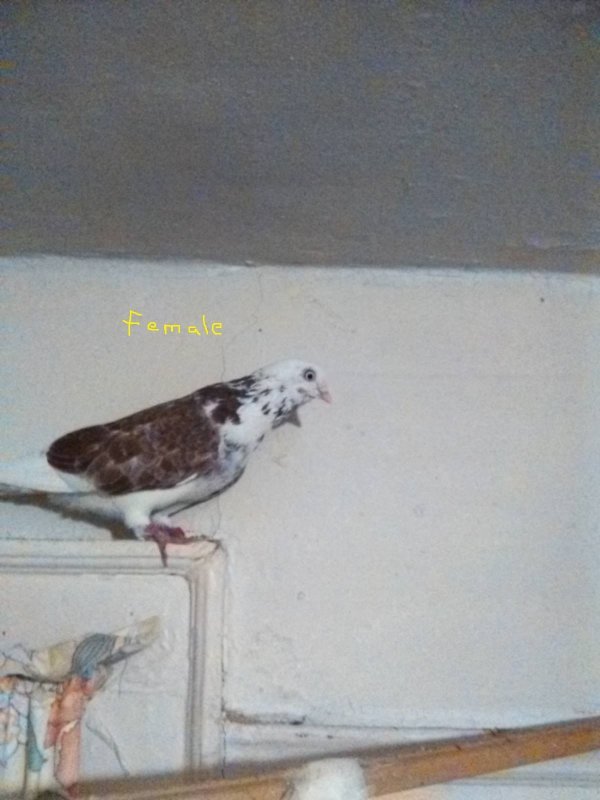 bird 3.jpg