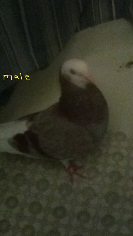 bird 5.jpg