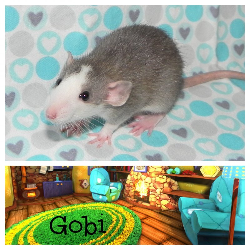 Gobi1.jpg