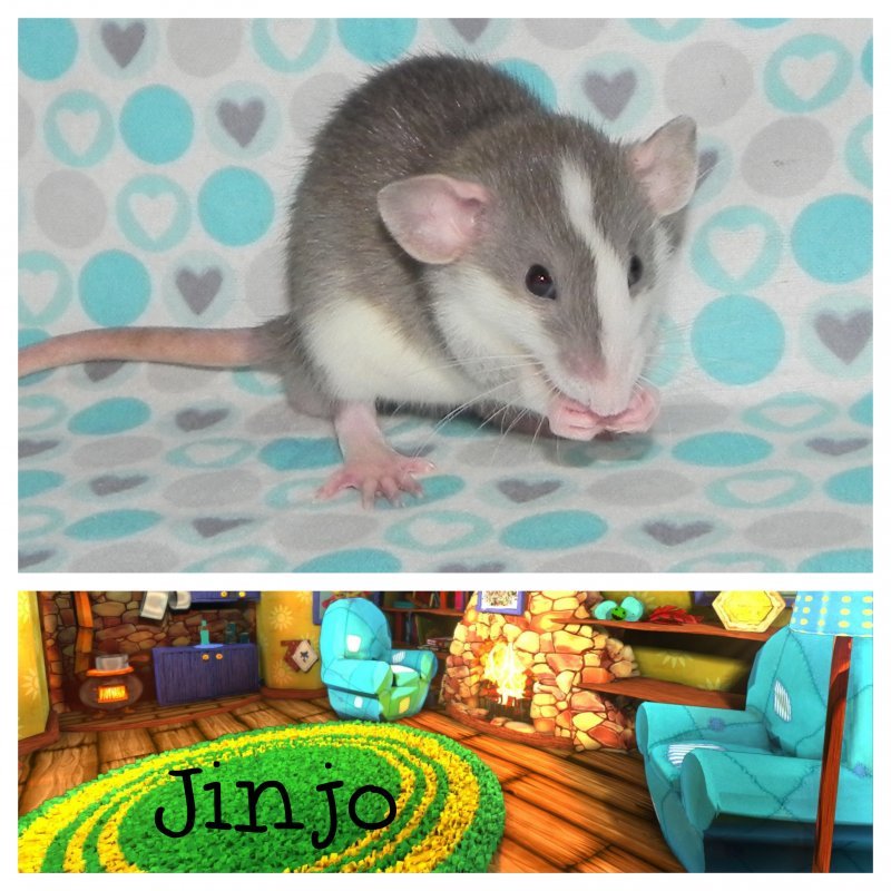 Jinjo1.jpg