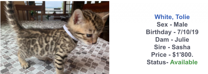 Screen Shot 2019-08-12 at 15.55.48.png