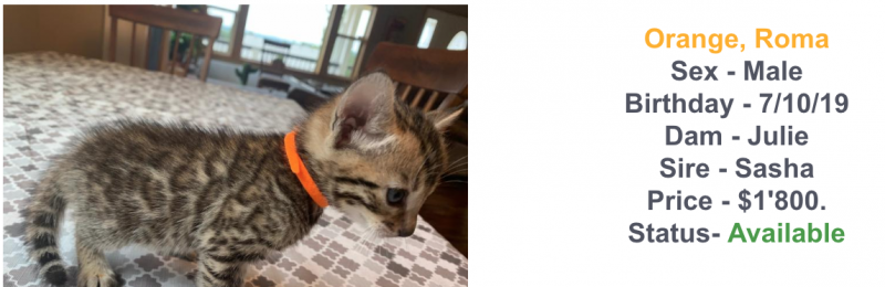 Screen Shot 2019-08-12 at 15.56.22.png