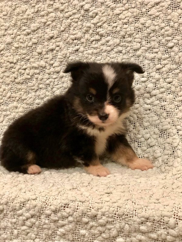 Mini Australian Shepherds (Puppies) For Sale in Harrodsburg, Kentucky