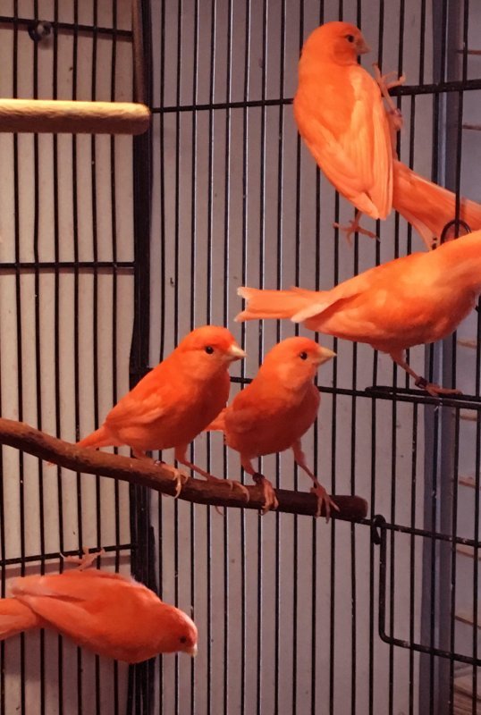 Canaries 4.JPG Canaries 4.JPG