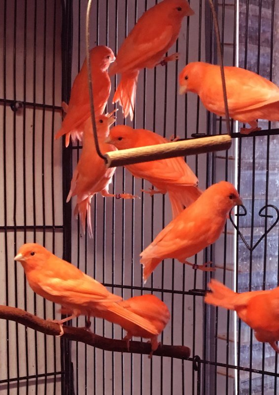 Canaries 1.JPG