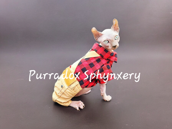 Photoroom-20240602_113600.png Photoroom-20240602_113600.png