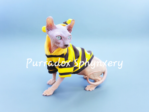 Photoroom-20240602_121855.png Photoroom-20240602_121855.png