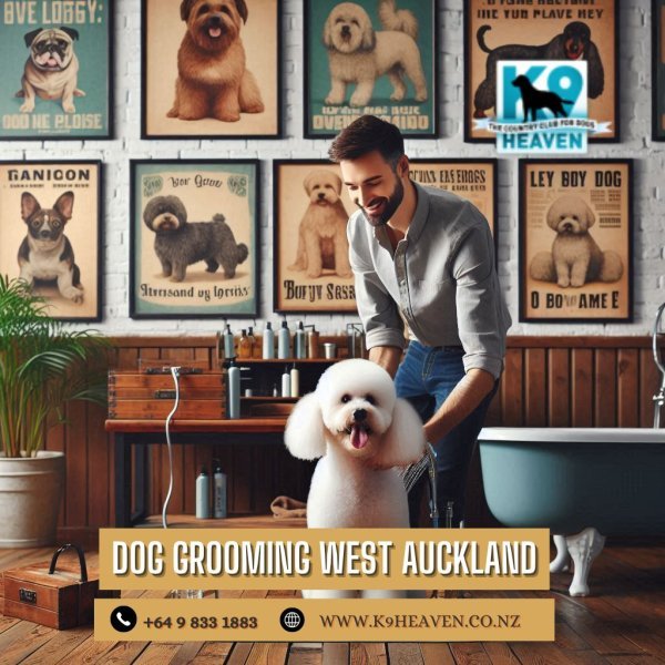 Dog Daycare Auckland.jpg Dog Daycare Auckland.jpg