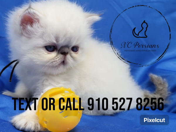 Messenger_creation_84360197-629e-4e86-a129-2561a691c826.png Messenger_creation_84360197-629e-4e86-a129-2561a691c826.png