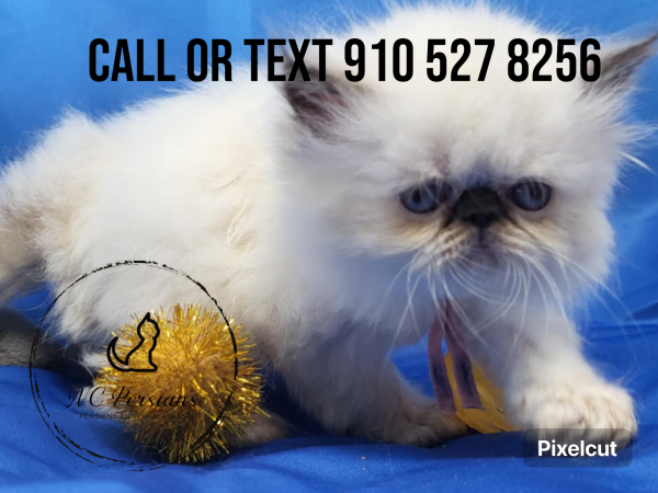 Messenger_creation_14acaf89-e1c0-4f3a-ba32-4a51732bbceb.png