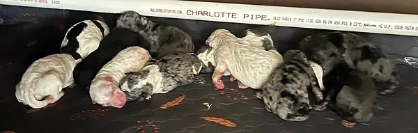 ivy_puppies.jpg ivy_puppies.jpg