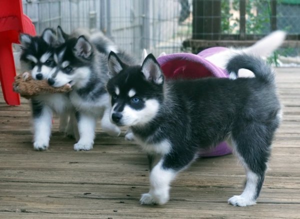 pups.jpg pups.jpg