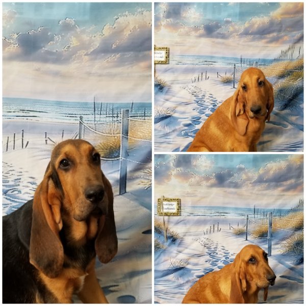 photocollage_2024726191445484.jpg