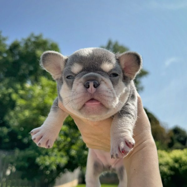 toronto_frenchbulldog_breeder_1721492587_3416449903803889169_5328556952.jpg toronto_frenchbulldog_breeder_1721492587_3416449903803889169_5328556952.jpg