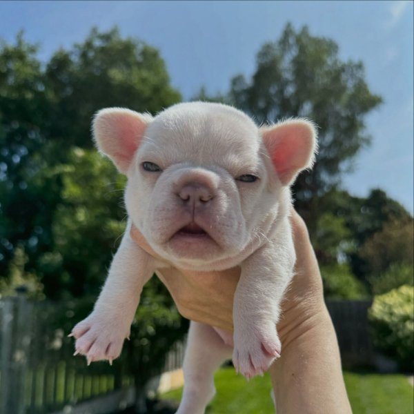 toronto_frenchbulldog_breeder_1721491853_3416443748461368086_5328556952.jpg