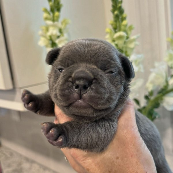 toronto_frenchbulldog_breeder_1727273210_3464941285649620229_5328556952.jpg toronto_frenchbulldog_breeder_1727273210_3464941285649620229_5328556952.jpg