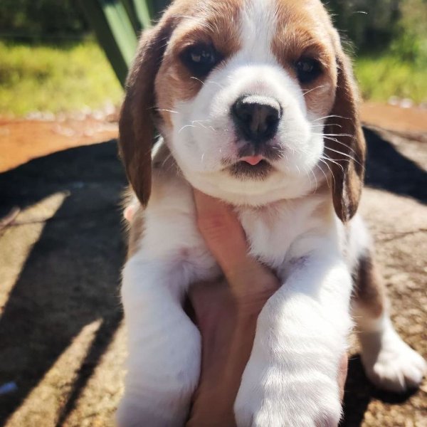 beagle_puppies_near_me_2623574078587867496_40630217691_0_1080x1080.jpg beagle_puppies_near_me_2623574078587867496_40630217691_0_1080x1080.jpg