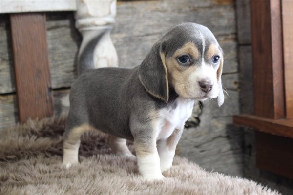 beagle-puppy-picture-2d8071f6-57ef-4b1d-9b68-d46a4db5b3ab.jpg beagle-puppy-picture-2d8071f6-57ef-4b1d-9b68-d46a4db5b3ab.jpg