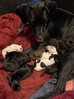 Peace Puppies(1).jpg