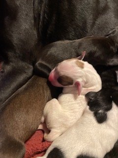 Peace Puppies(2).jpg
