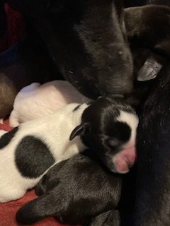 Peace Puppies(3).jpg