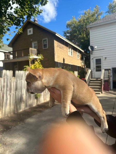 French puppies.jpeg