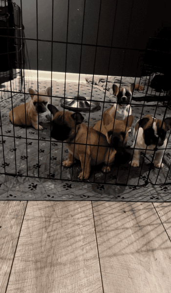 French puppies1.png