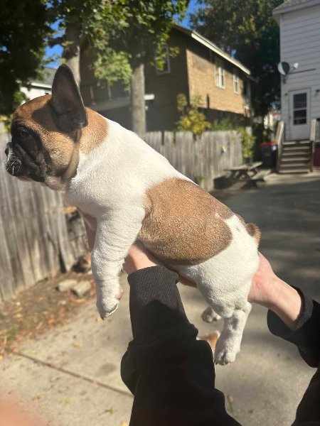 French puppies2.jpeg
