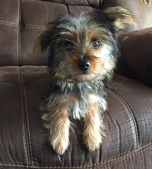 Zizzy Small Male Yorkie Terrier 11.20.jpg
