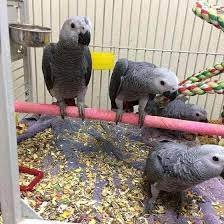 afrcangrey.jpg