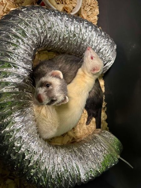 ferretblackfoot.jpg ferretblackfoot.jpg