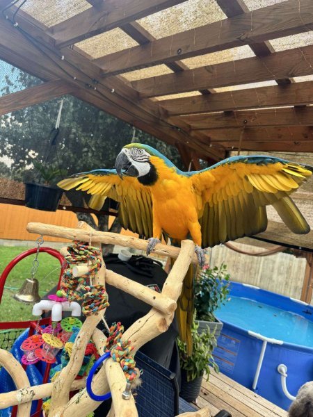 blue-gold-bird-for-sale.jpg blue-gold-bird-for-sale.jpg
