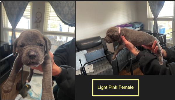 Light Pink Female.png Light Pink Female.png