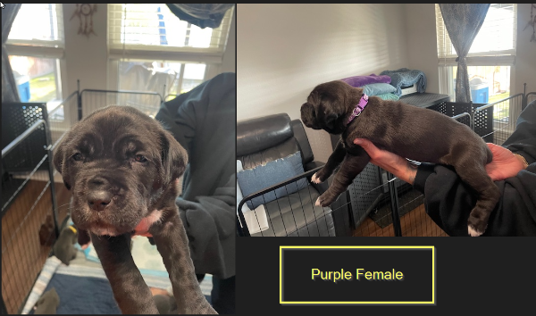 Purple Female.png